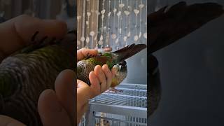 코뉴어앵무새#하랑이#하봉이#parrot#cute