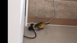 눕방요정 카이큐앵무새