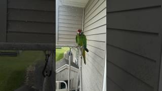My military macaw parrot getting his shower outside #birds #bird #pets #per #animals #animal #parrot