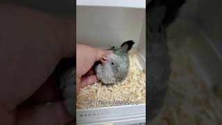 막내딸 시몽이를 소개합니다 #퀘이커앵무새
