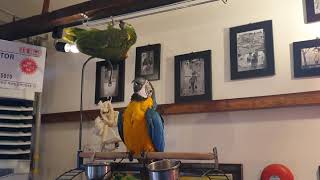 청금강 앵무새와 아마존 앵무새 한판 승부 과연.