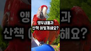 일곱 앵무새들과 산책하는 방법 ㅋㅋ #앵무새 #산책