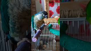 코뉴어 먹방~^^♡