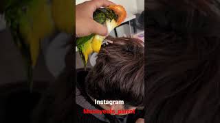 머리카락 잡고 안놔주는 카이큐앵무새