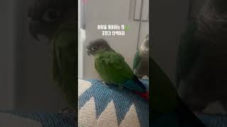 바람을 느끼는 편 #앵무새 #parrot #conure #코뉴어 #바람 #시나즈가와