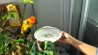 목욕하는 앵무새 (썬코뉴어 목욕) - 완죤 귀요미 ㅎㅎ