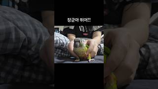 뚠딴뚠딴 코뉴어 장군이   #코뉴어 #앵무새 #앵집사 …