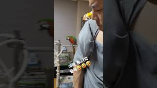 아빠만 좋아하는 껌딱지들 앵무새 #깨발랄 카이큐#카이큐…