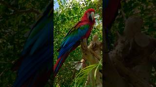Meet the Green-Winged Macaw: A 3 Foot Bird With a 50 Year Story!  #aquarium #shorts #animals #birds