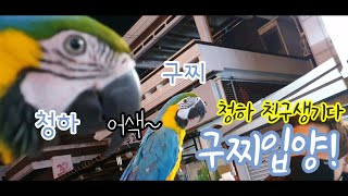 청금강 앵무새 청하 친구생기다~ 