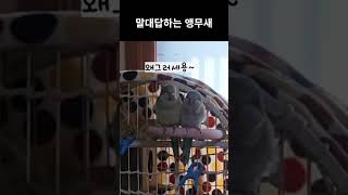 말대답하는 앵무새  #노래하는앵무새 #parrot #birds #퀘이커앵무새 #말하는앵무새 #말하는퀘이커 #말하는앵무새부부 #재미있는앵무새 #말잘하는앵무새