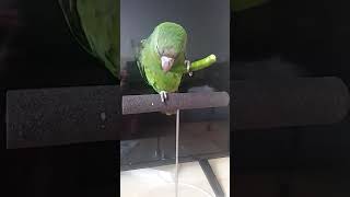 쟈딘앵무 희망이 청양고추 먹방!!