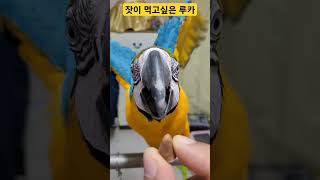 잣이 먹고싶은 루카 #macaw #청금강 #청금강앵무새