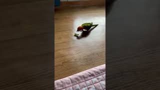 겁 많은 앵무새 썬코뉴어 #구독 #앵무새 #좋아요 #short #코뉴어 #동물#앵무새키우기