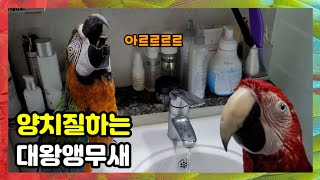 양치질하는 앵무새라니! (2) 아르르르르~ 가글에 애교도 한가득