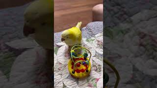 똑똑해 똑똑해 #앵무새 #퀘이커 #parrot #장난감…