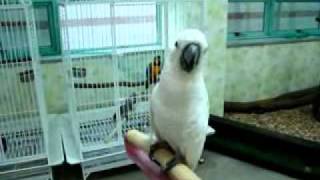 버드펫 &quot;반갑다 재롱아&quot; 엄브렐러 코…