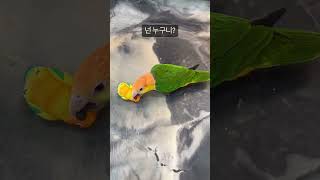 인형 가지고노는 롤리 #parrot #birds #birdslover #앵무새 #카이큐