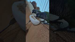 코뉴어앵무새#하랑이#하봉이#cute#parrot