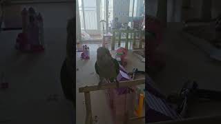 앵구 안녕하세요 #앵무새#안녕하세요#퀘이커#말하는앵무새