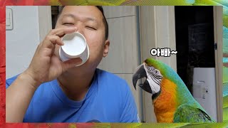 아빠행동을 따라하는 앵무새 