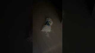 바닥에 떨어져있는 솜뭉치☁️