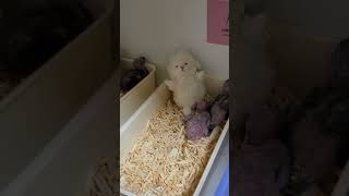 블루아이드 코카투, 한스마카우