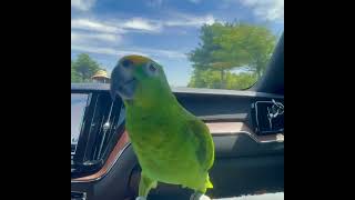 춤추는 앵무새 #parrotdancing #parrotsinging #parrotvideo #amazonparrot