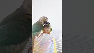 앵무새 커플댄스