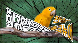 희귀앵무새 골든코뉴어! 화가달팽이의 이중생활 앵무새브리…