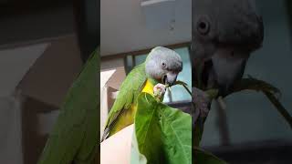 소소한 장난감, 한여름 칡으로 씹고,뜯고 즐겨줘서 고맙다. 수리♡  #parrot #세네갈앵무 #앵무새 #반려동물