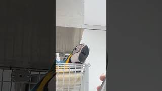 3개월 청금강 청순이에요. 밥먹는중..