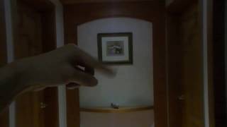 파인애플 코뉴어 비행 훈련