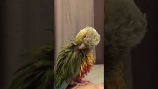 깨끗하게 목욕한 소망이(코뉴어)