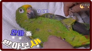 안마 받는거 좋아하는 아마존 앵무새  l다미l (feat. 귀여움주의)