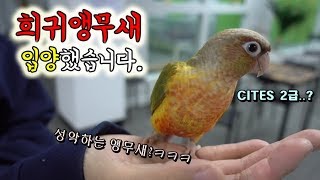 심쿵)희귀앵무새 입양했습니다.키워서 같이 노래해야지^^…