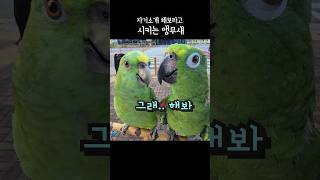 해봐 시켰더니 안한다고 말하는 #아랑이 #아마존앵무새 #parrot