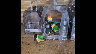 카이큐들이 간식 먹다 도망가는 이유