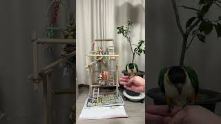 검은 머리 카이큐 방글이가 입양 보호자님과 놀이중이예요…