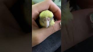 졸귀탱 왕관앵무 돌맹이