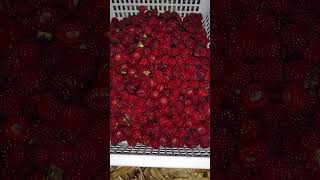 산딸기가 너무 많아요