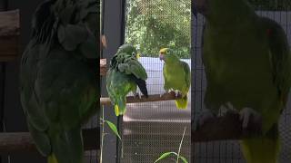 Yellow-Crowned Amazon ( 노랑 이마 …