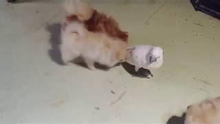 코카투와 포메들..