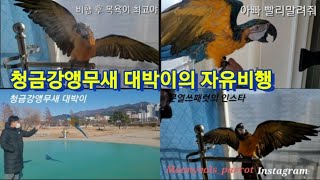 삼락생태공원 청금강앵무새 대박이 출동!!