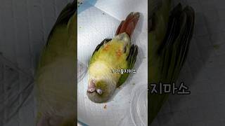 눕는게 취미입니다만? #캡틴딱지 #parrot #bir…