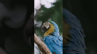 금강앵무새, 마카우, Parrots, Macaws 4,…