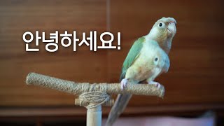 [앵무새훈련] 4회-인사 훈련 &#39;안녕하세요…