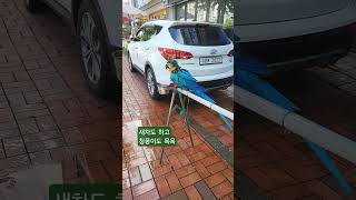 청풍이 목욕 중 #청금강앵무새 #목욕