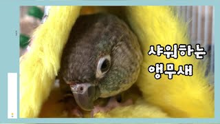 [블루코뉴어] 아기 앵무새 뽀야 샤워하기 / Bathi…