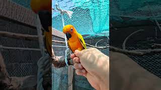 #썬코뉴어 #birds #parrot #pets #악수…